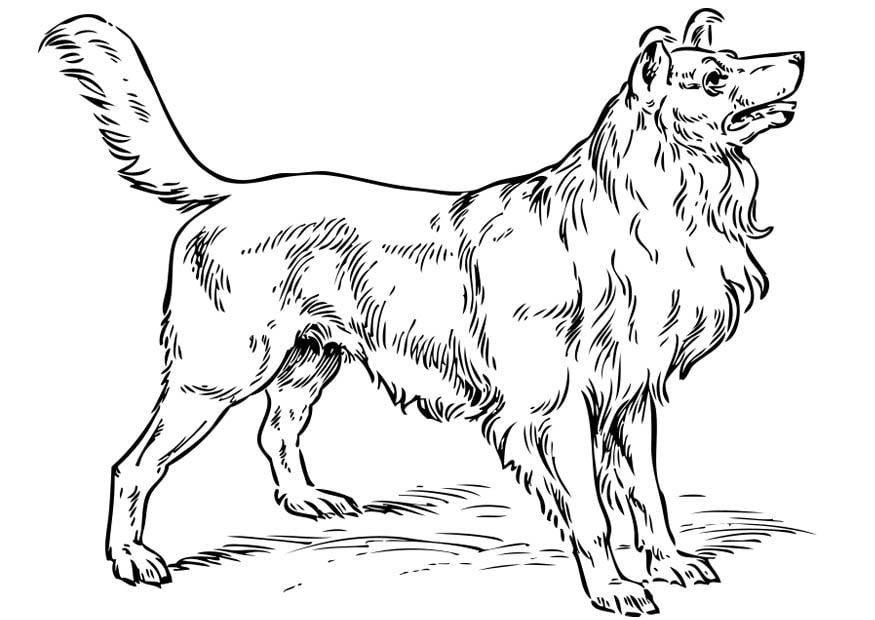 Coloring Page Dog - Collie - free printable coloring pages - Img 17317