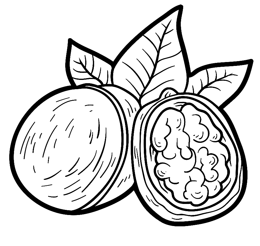 Walnuts Coloring Pages - Fruit Coloring Pages - Coloring Pages For Kids And  Adults