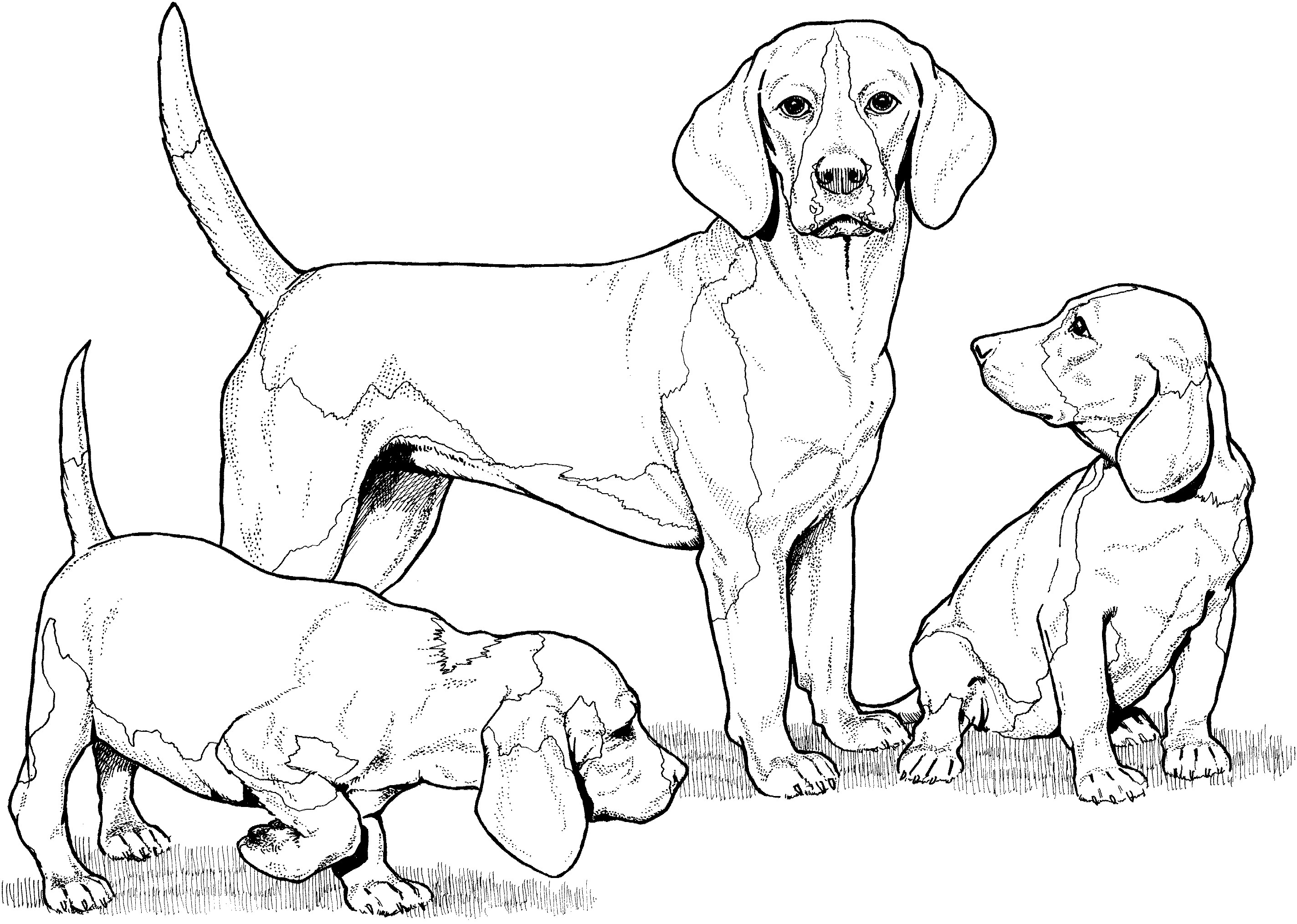 Brittany Spaniel Coloring Pages - Dog Coloring Pages - Coloring Pages For  Kids And Adults