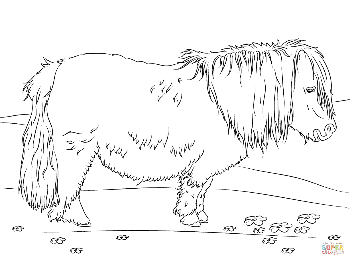 Cute Shetland Pony coloring page | Free Printable Coloring Pages