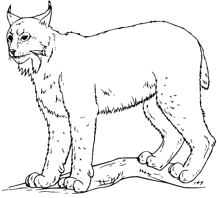 Lynx Coloring Pages Printable for Free ...