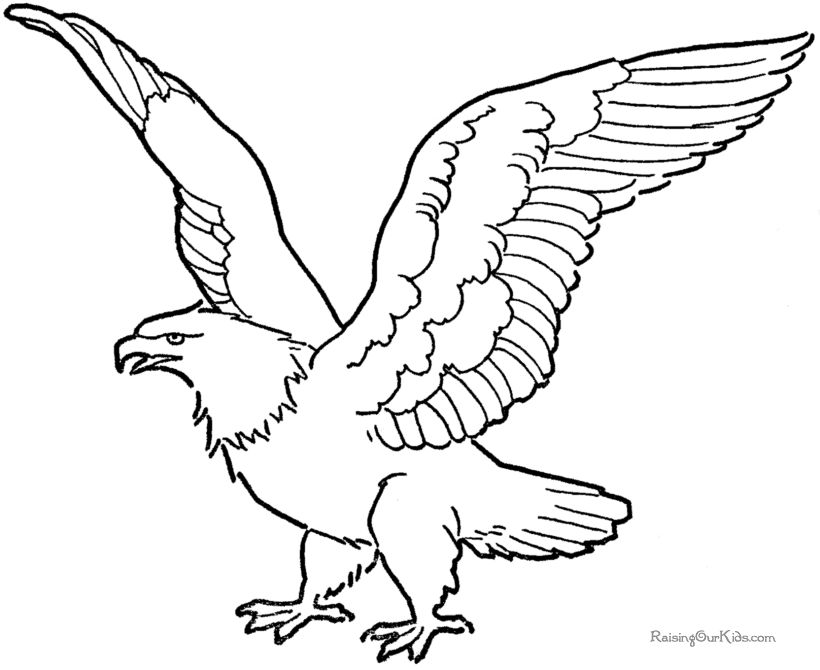 Bald Eagle - American Patriotic Symbol -001