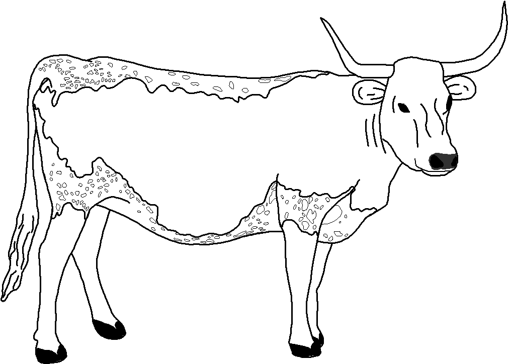 Coloring Page - Longhorn Cow
