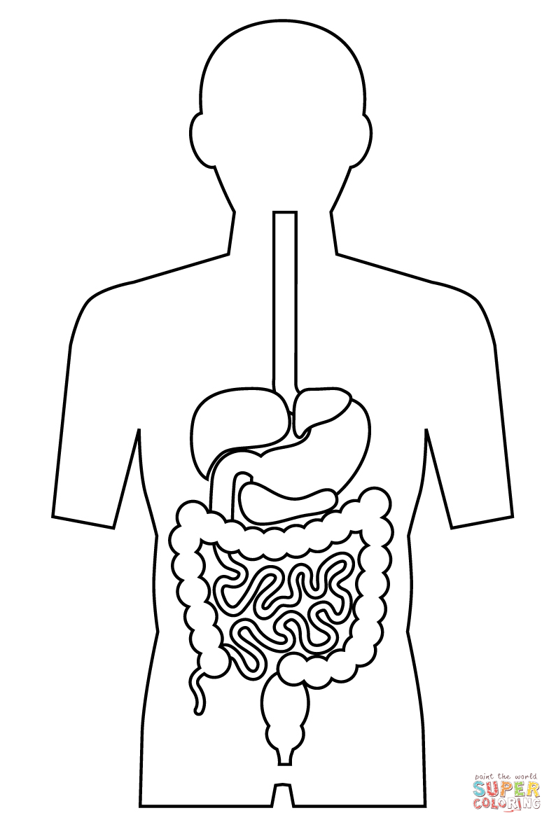 Digestive System coloring page | Free Printable Coloring Pages