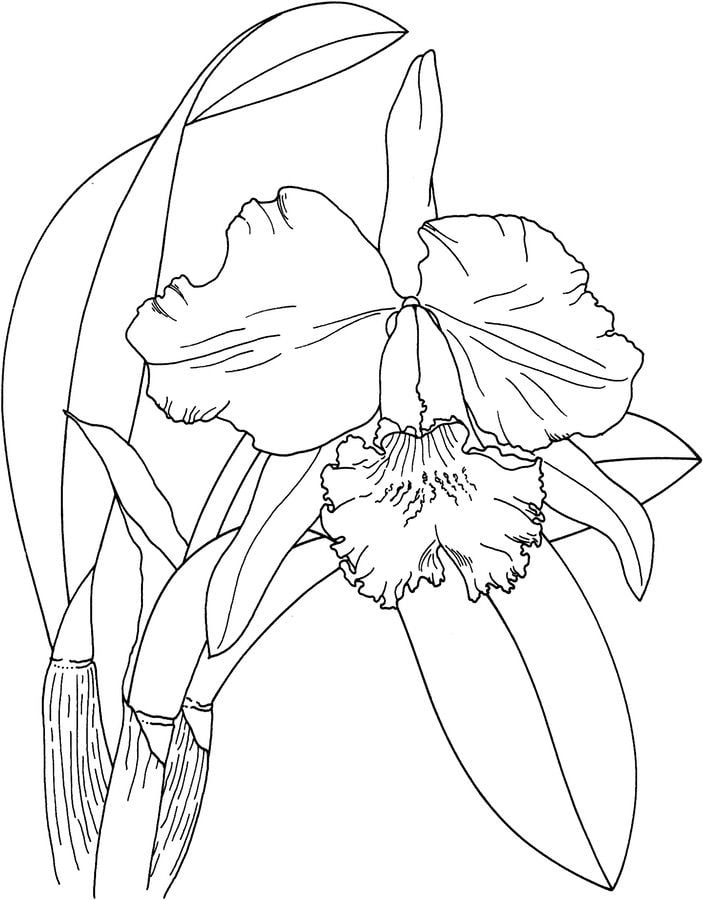 Coloring pages: Orchid, printable for kids & adults, free to download