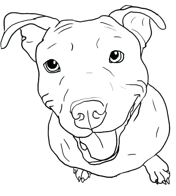 Pitbull Coloring Pages - Best Coloring Pages For Kids