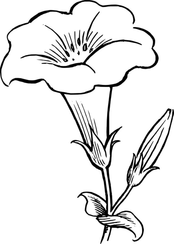 morning glory colouring pages - Clip Art Library
