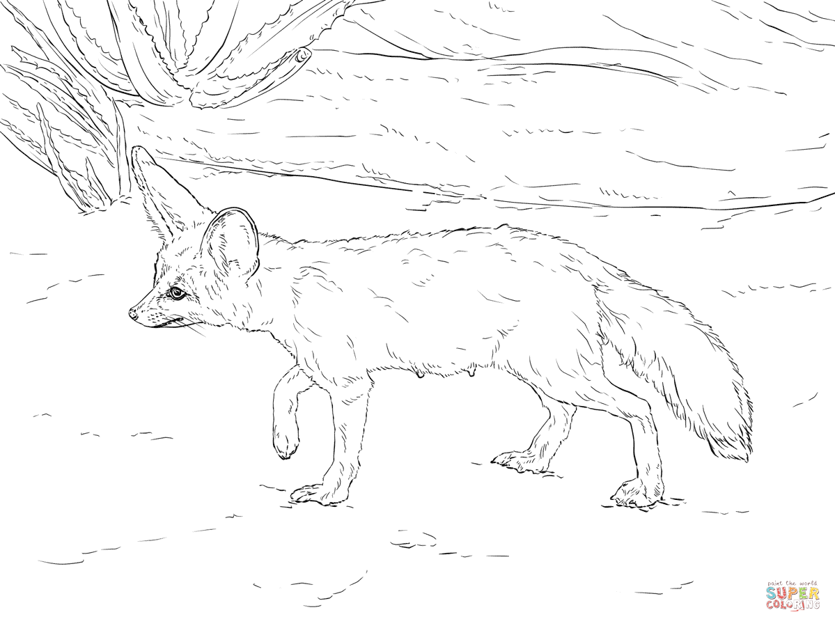 Curious Fennec Fox coloring page | Free Printable Coloring Pages