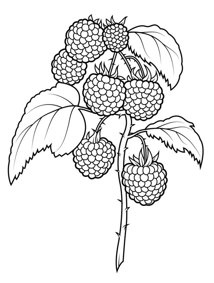 Coloring pages: Coloring pages: Raspberry, printable for kids & adults,  free to download