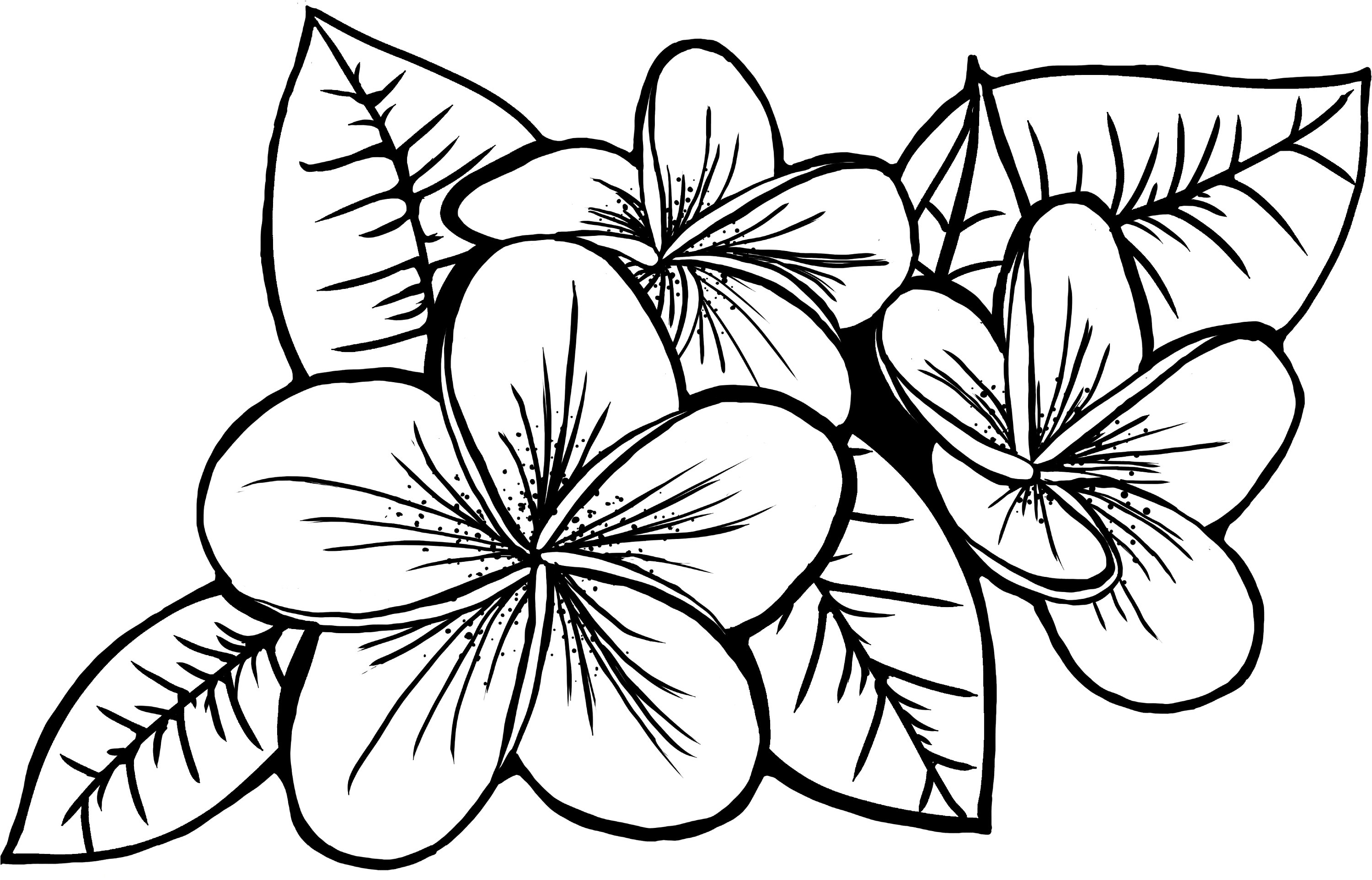 Hawaiian Plumeria SVG PNG File Laser Etch File Cut File - Etsy