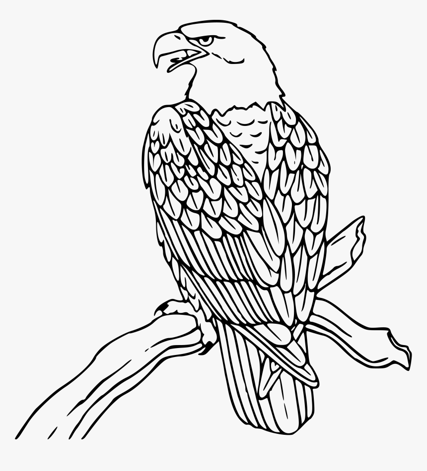 Mexican Eagle Drawing Flag Coloring Page Free Download - Bald Eagle  Coloring Page, HD Png Download - kindpng