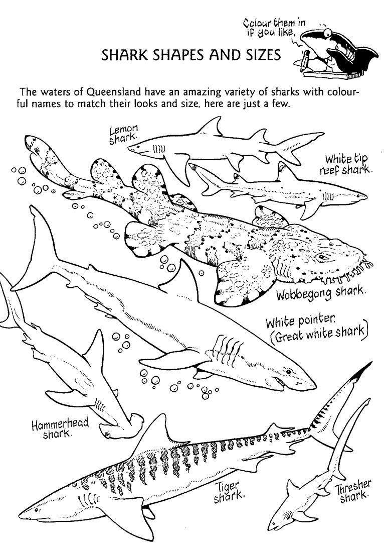 Shark Coloring Pages ⋆ coloring.rocks! | Shark coloring pages, Coloring  pages, Types of sharks