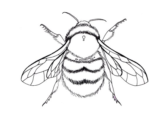 Bumble Bee Colouring Page Stay at Home Bee Artwork - Etsy