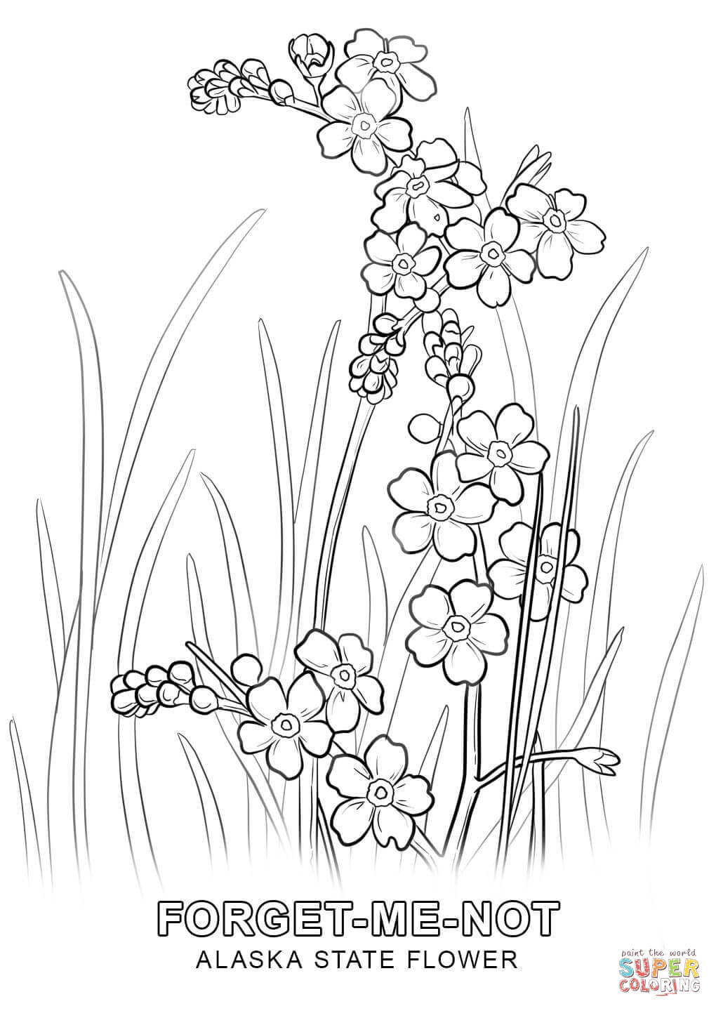 Alaska State Flower coloring page | Free Printable Coloring Pages
