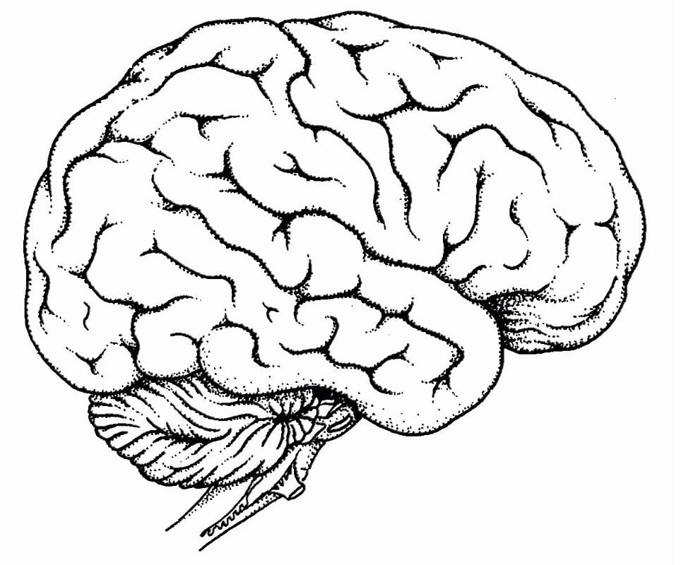 The Human Brain Coloring Page - Free Printable Coloring Pages for Kids