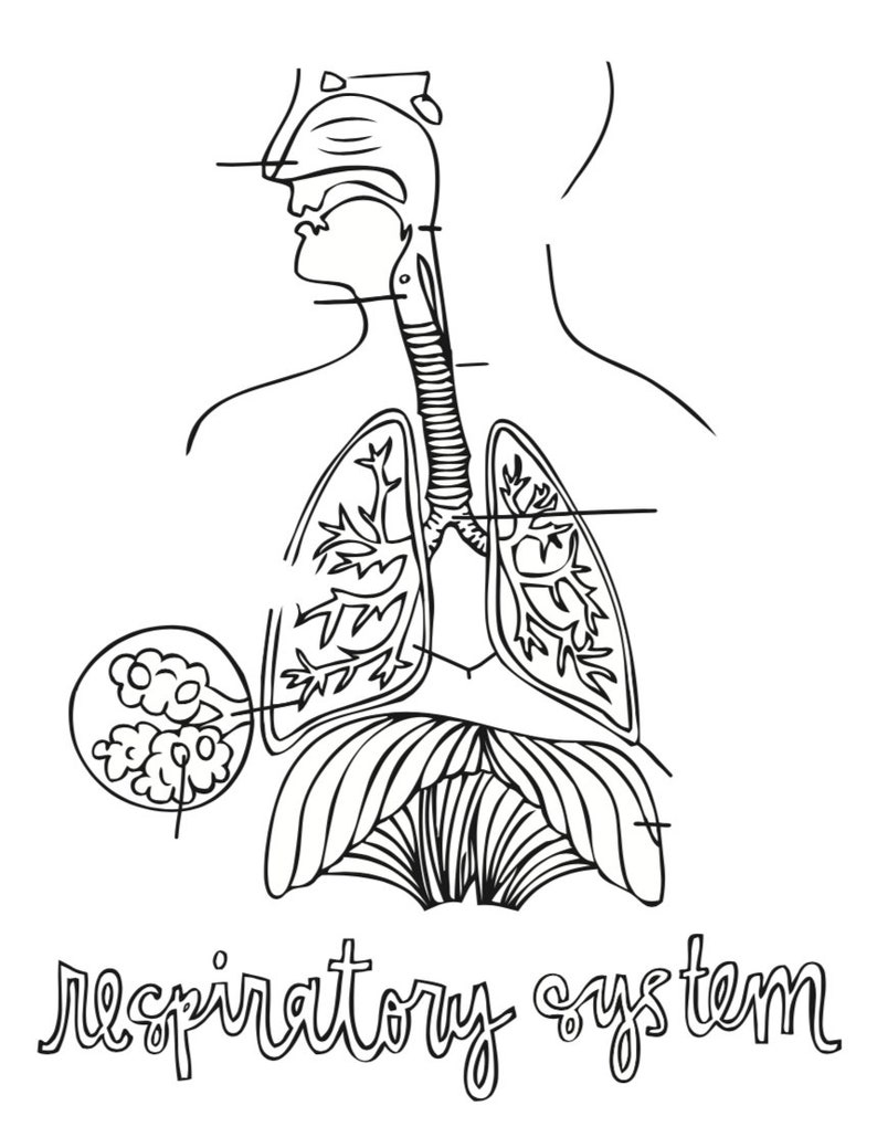 Anatomy Coloring Pages Prints Art & Collectibles solomaster.ge