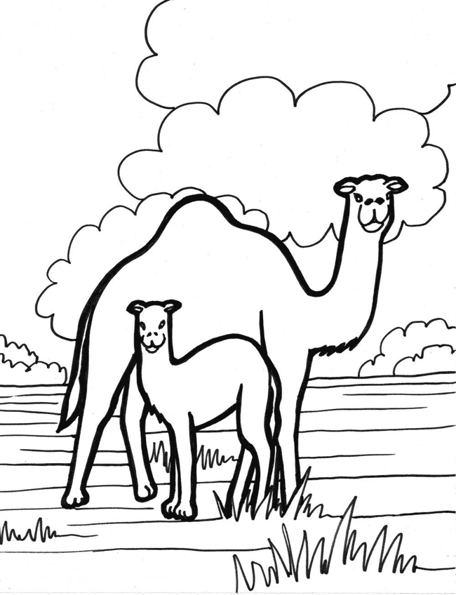 Camel coloring page - Animals Town - animals color sheet - Camel ...