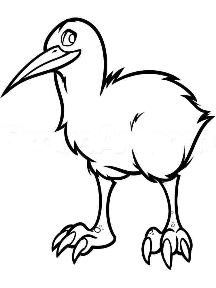 Kiwi coloring pages. Download and print Kiwi coloring pages