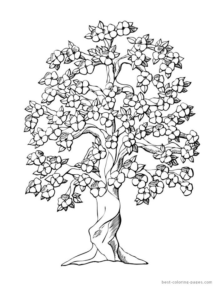 Cherry Blossom Tree | Tree coloring page, Flower coloring pages, Coloring  pages