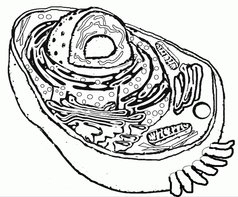 Animal Cell Coloring Page