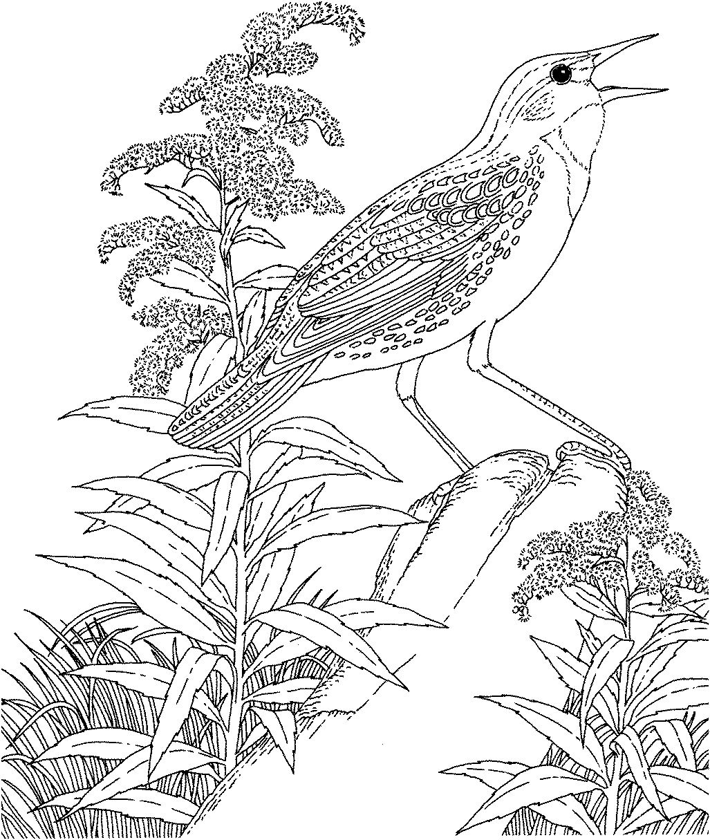 Free Printable Coloring Page...Vermont State Bird and Flower ...