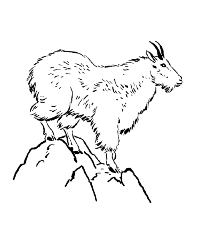 Wild Animal Coloring Pages | Mountain Goat Coloring Page and Kids ...