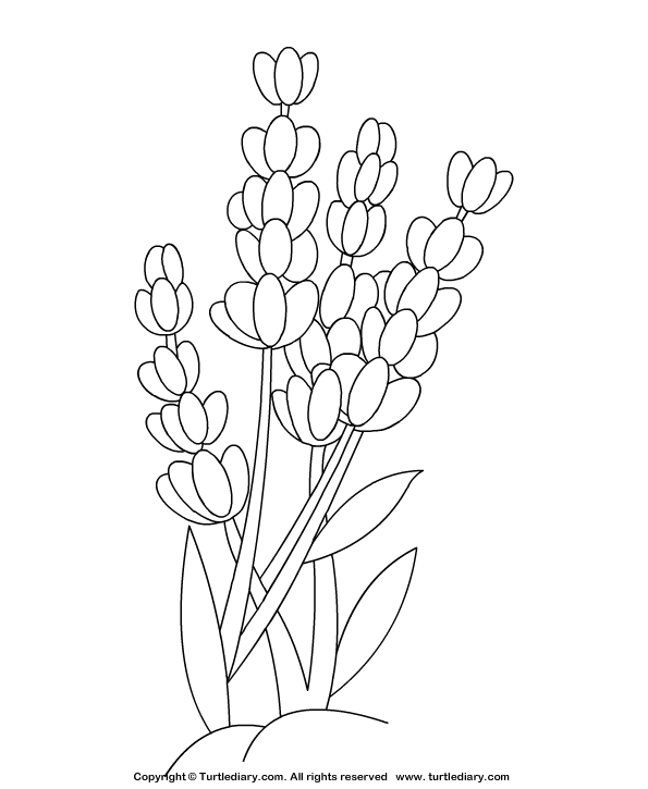 Lavender Coloring Sheet | Flower coloring pages, Lavender crafts, Coloring  pages
