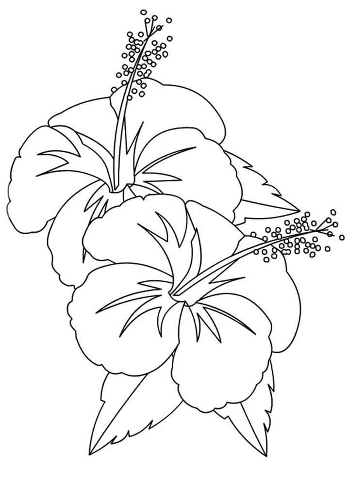 hawaiian flower coloring page - Clip Art Library