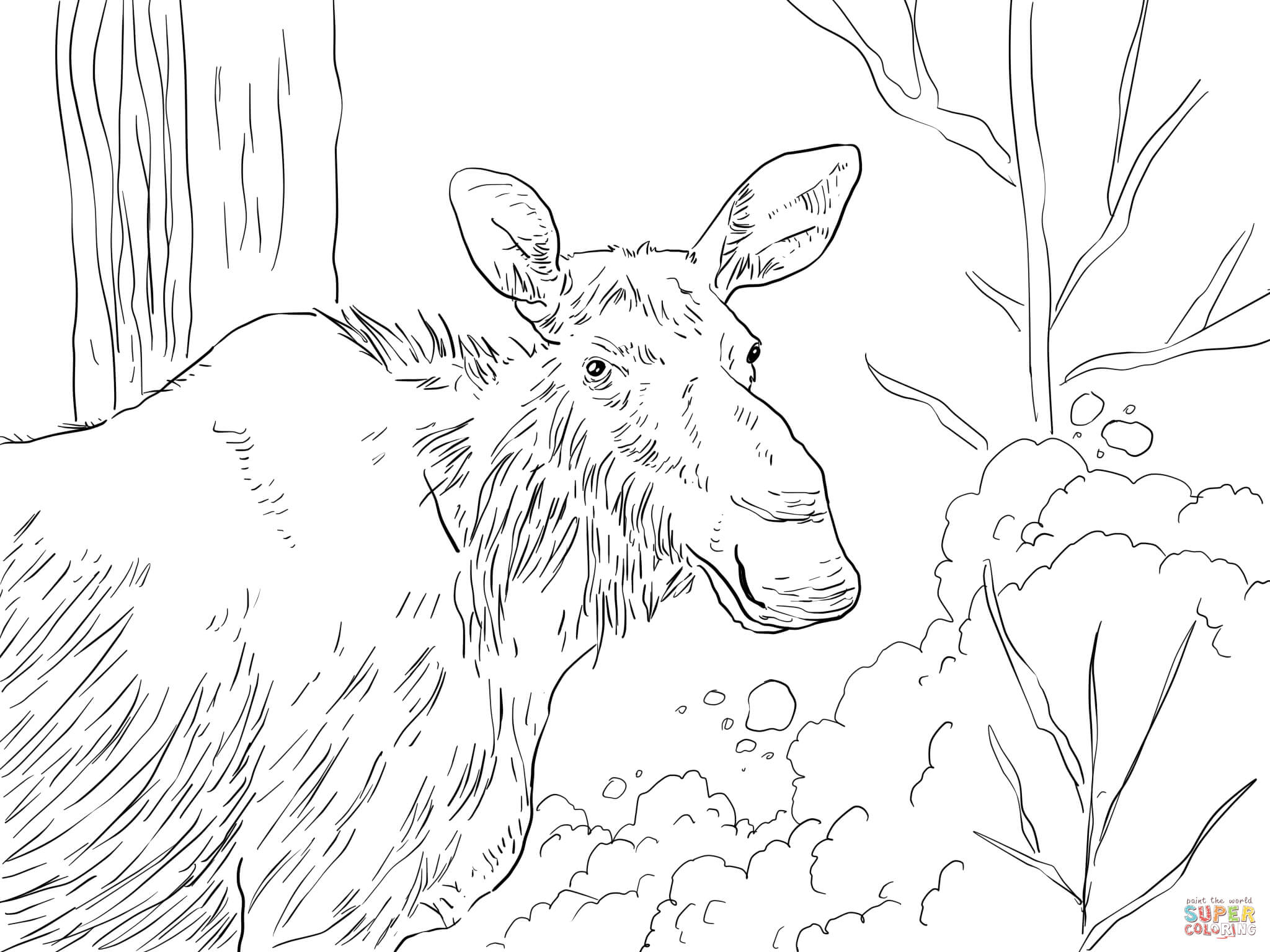 Eastern Moose coloring page | Free Printable Coloring Pages