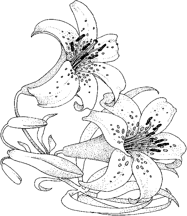 Coloring lily flower picture | Flower drawing, Coloring pages, Flower coloring  pages