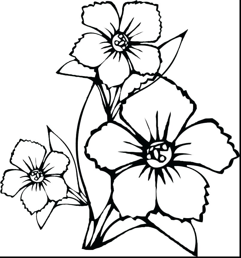 coloring : Tremendous Spring Flowers Coloring Pages For Adults Large  Floweribiscus Big Colouring Free Printable 46 Tremendous Spring Flowers  Coloring Pages For Adults ~ Coloring Cascadiasfault
