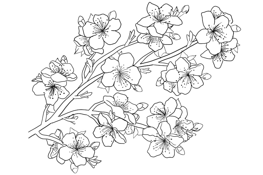 Flower Coloring Pages - 15 Flower Pictures to Print and Color