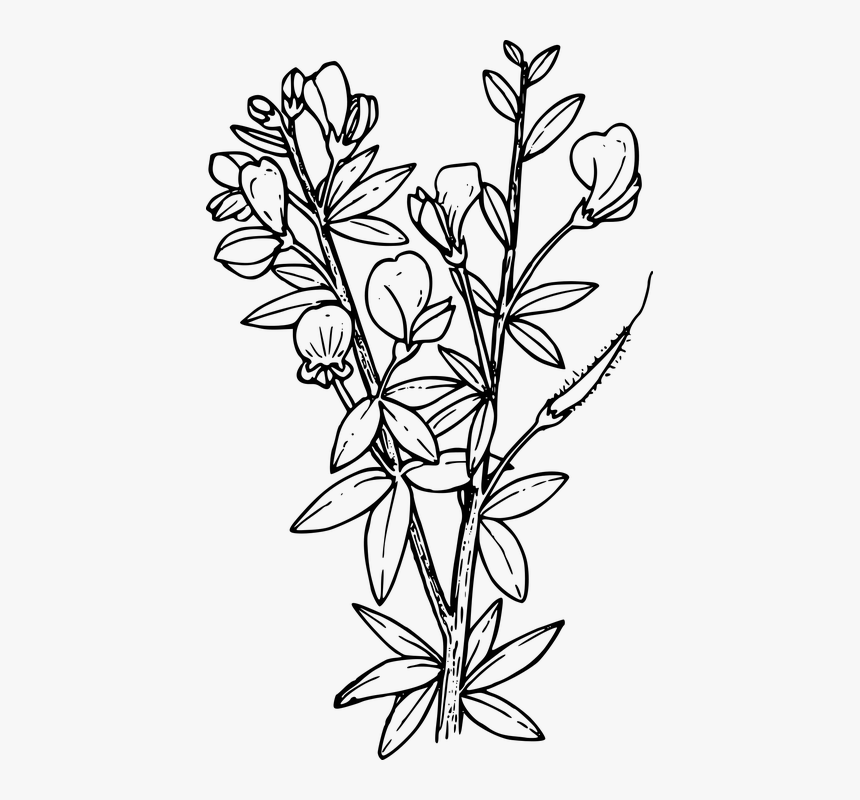 Flower, Plant, Wild, Wildflower - Larkspur Coloring Pages, HD Png Download  , Transparent Png Image - PNGitem