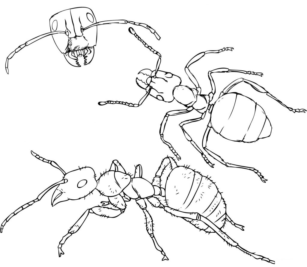 Angles of an Ant Coloring Page – coloring.rocks!