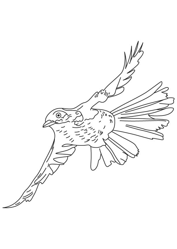 Flying brown thrasher coloring page | Download Free Flying brown thrasher  coloring page for kids | Best Coloring Pages