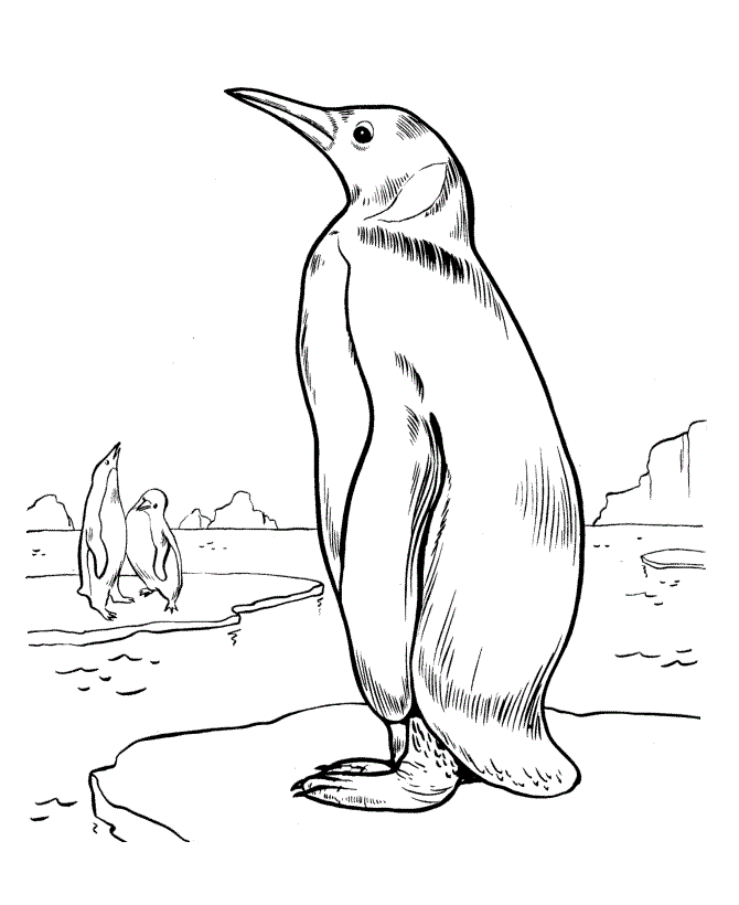 Emperor-Penguin-Coloring-Page | COLORING WS