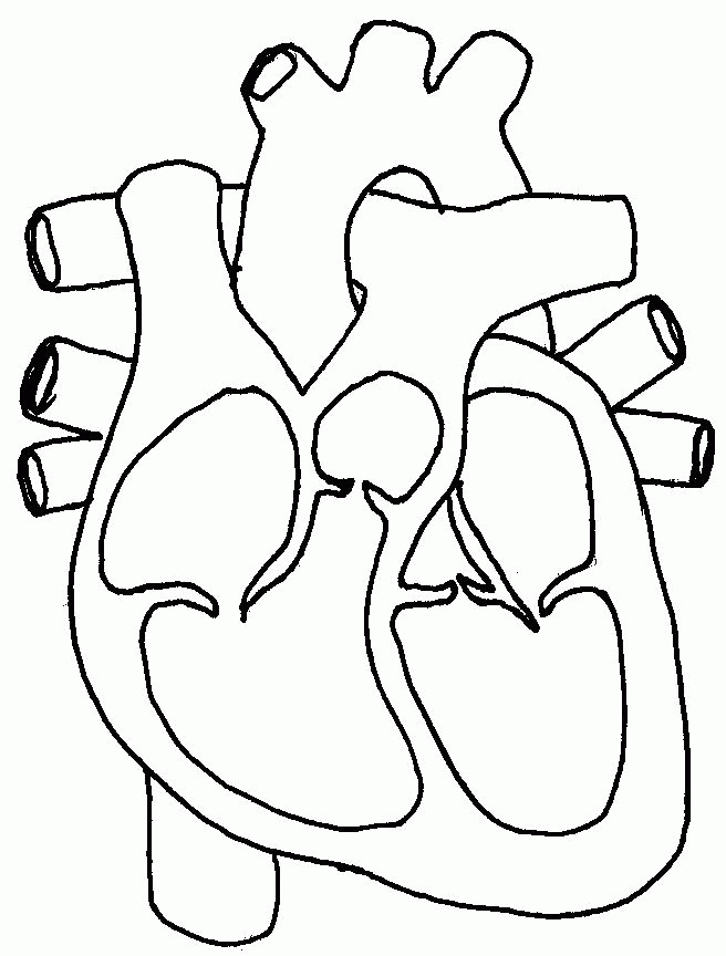 Human Heart Coloring Pages 205 | Free Printable Coloring Pages