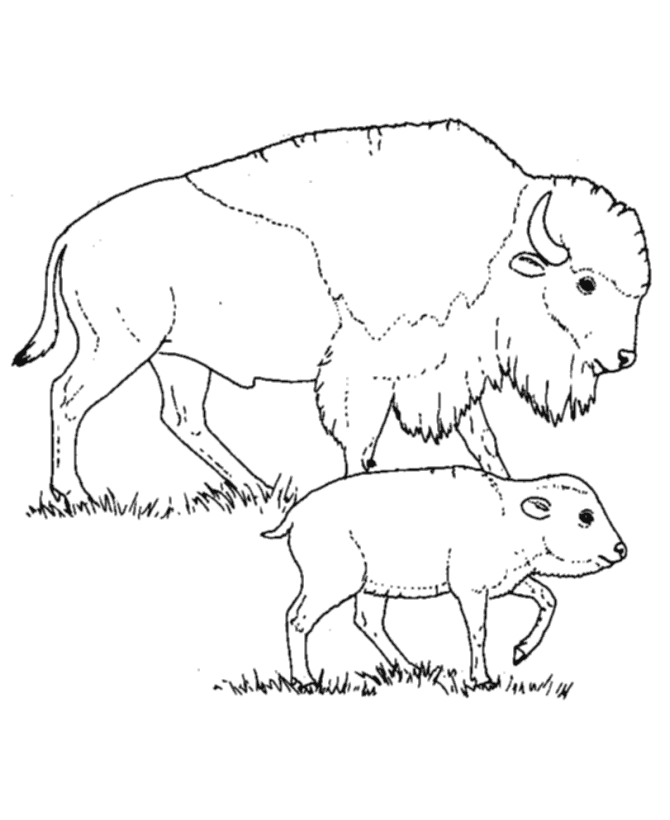 baby calf Colouring Pages (page 3)