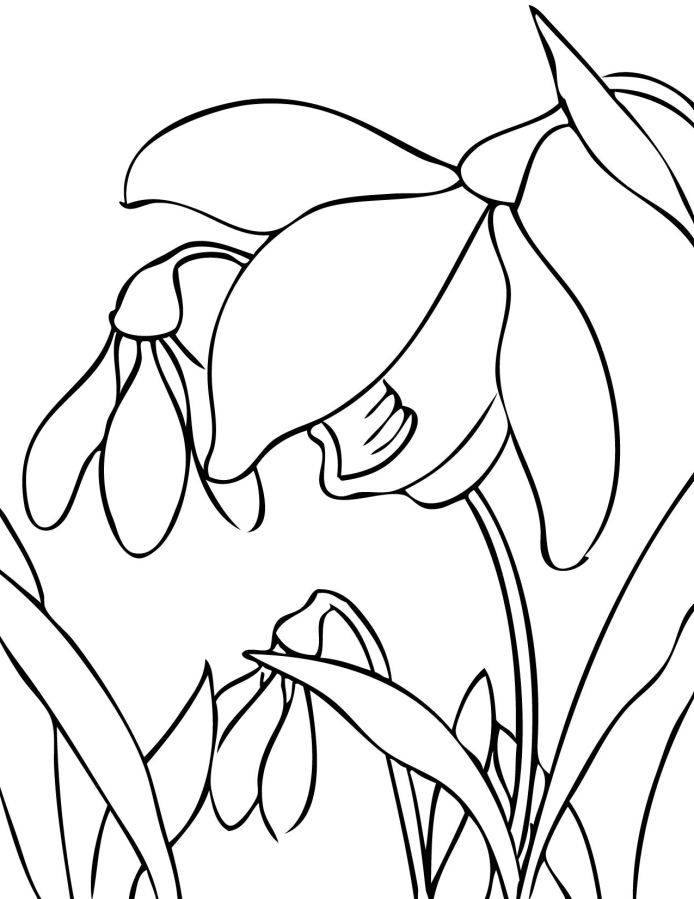 print printable spring flower coloring pages