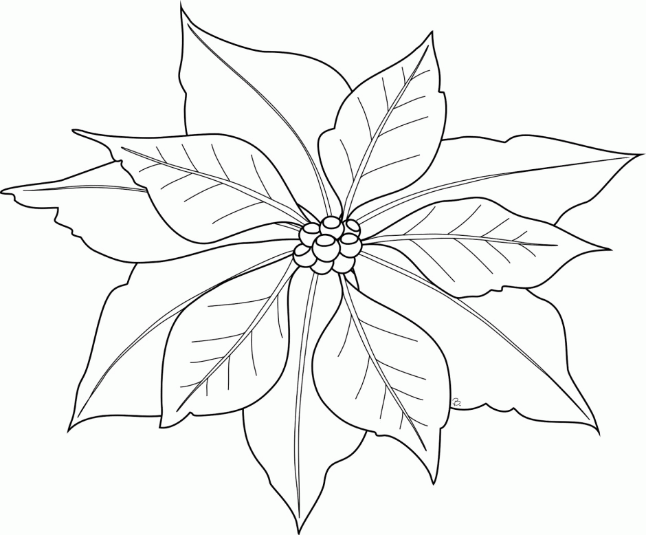 Free Printable Poinsettia Coloring Pages For Kids 166834 