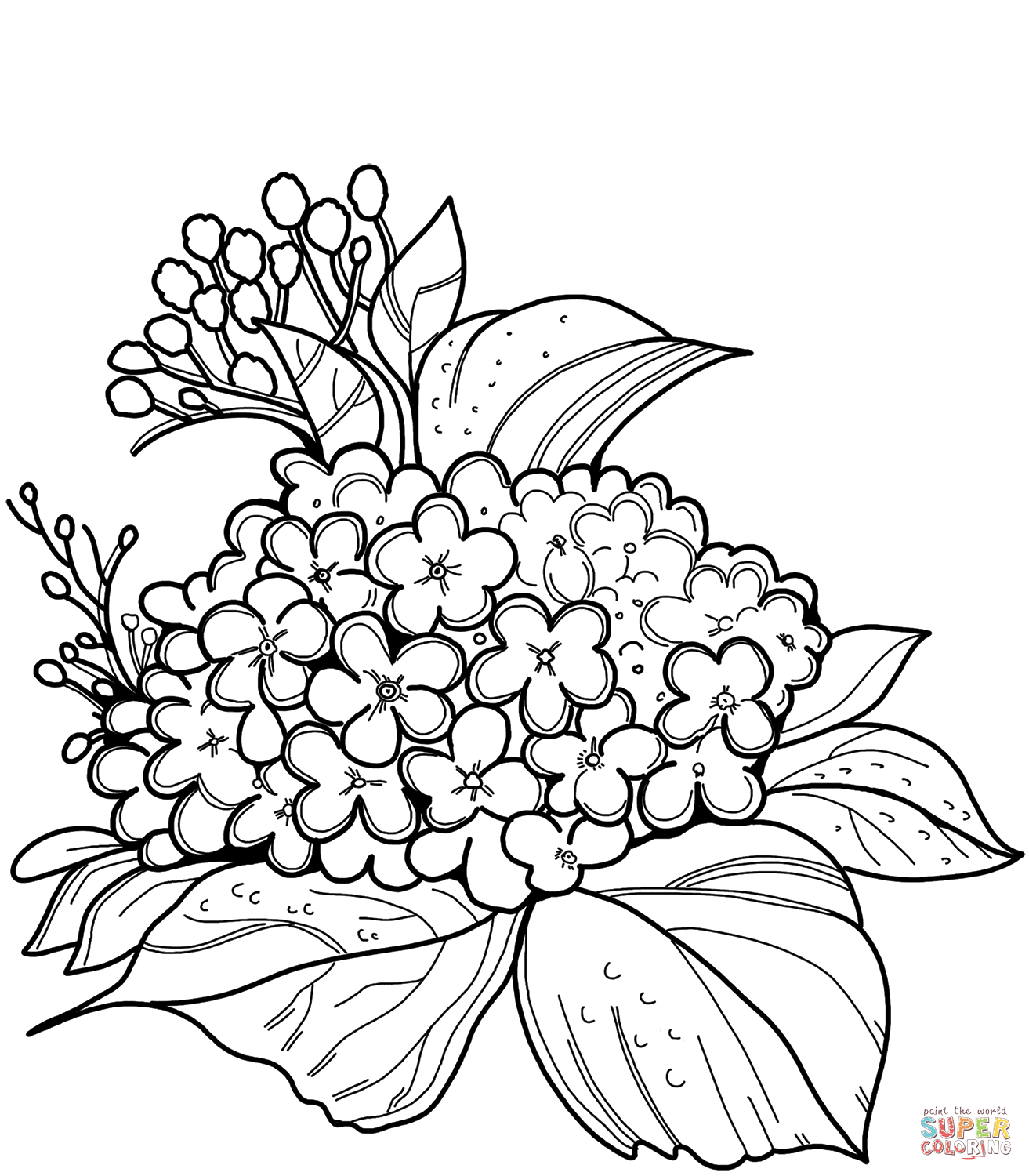 Hydrangea coloring page | Free Printable Coloring Pages