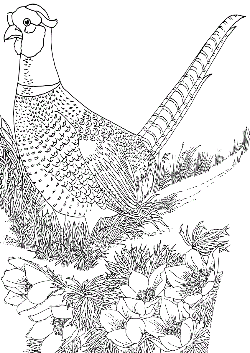 Partridge in the meadow coloring book to print and online