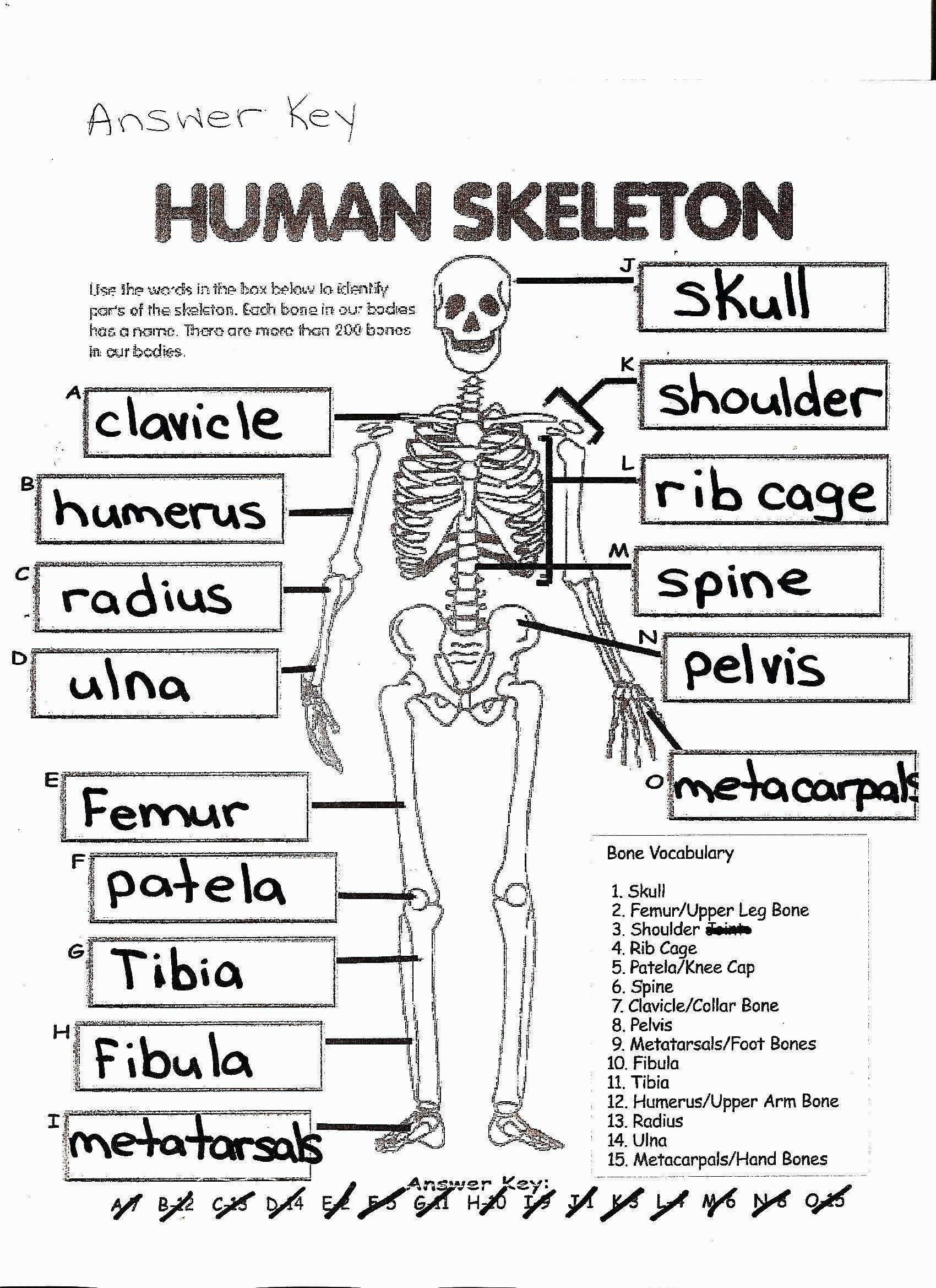 Anatomy Coloring Pages Coloring Page Free Printable Human Anatomy Coloring  Pages - albanysinsanity.com | Skeletal system worksheet, Human body  worksheets, Skeletal system anatomy