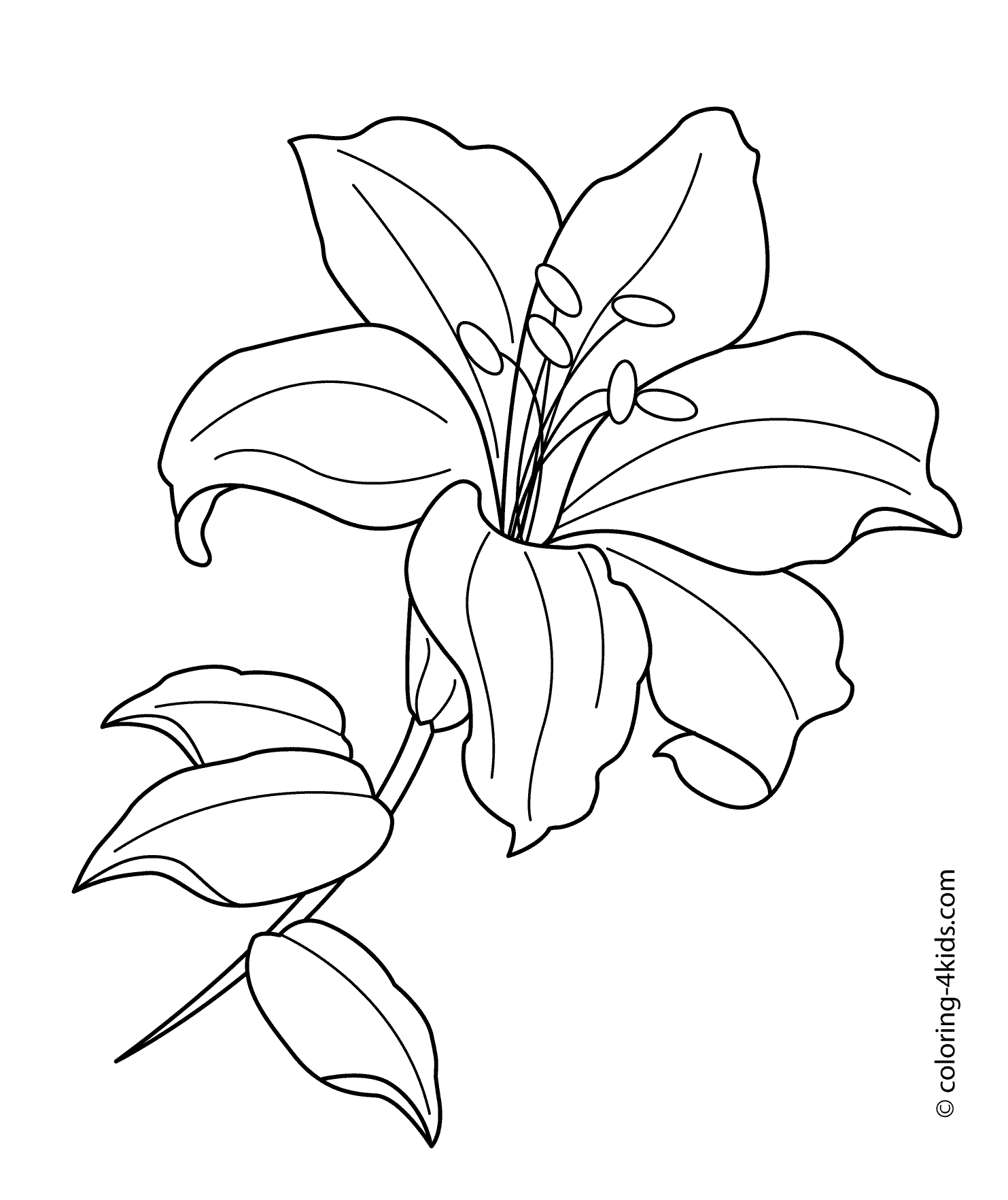 Lilium flower coloring pages for kids, printable free | Flower line  drawings, Lilies drawing, Flower drawing