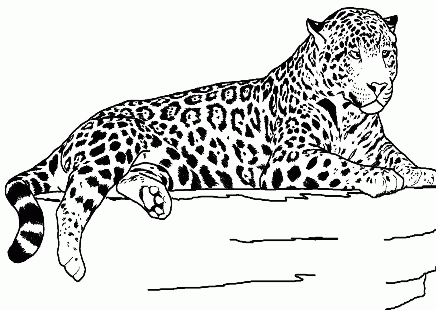 Displaying Printable Cheetah Pictures . Image Gallery on Animal ...