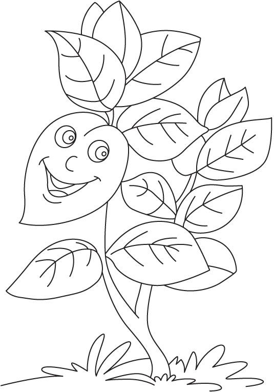 Basil plant coloring page | Mickey mouse coloring pages, Coloring pages,  Mouse color