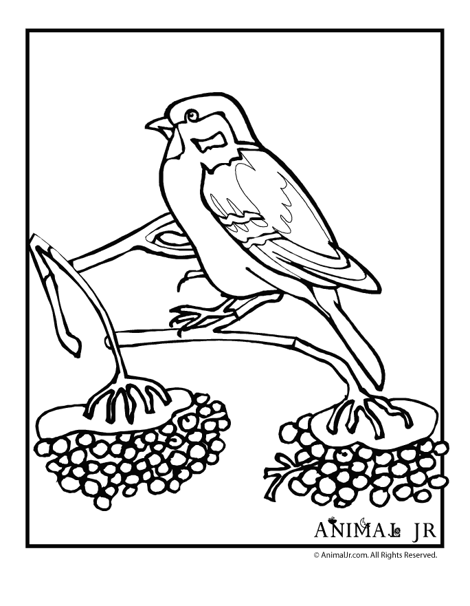 Sparrow Coloring Page - Woo! Jr. Kids Activities