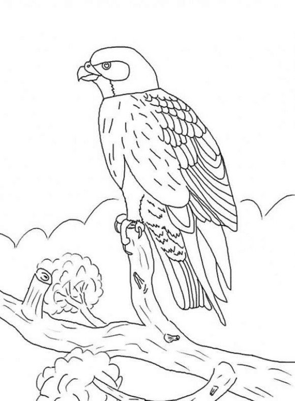 Kids Falcon Bird Coloring Pages | Bird coloring pages, Super coloring pages,  Animal coloring pages