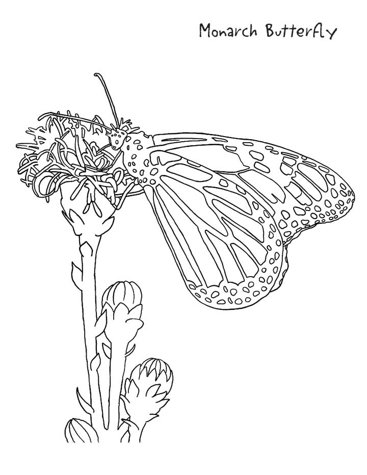 Monarch Butterfly Coloring Page for Kids - Free Printable Picture