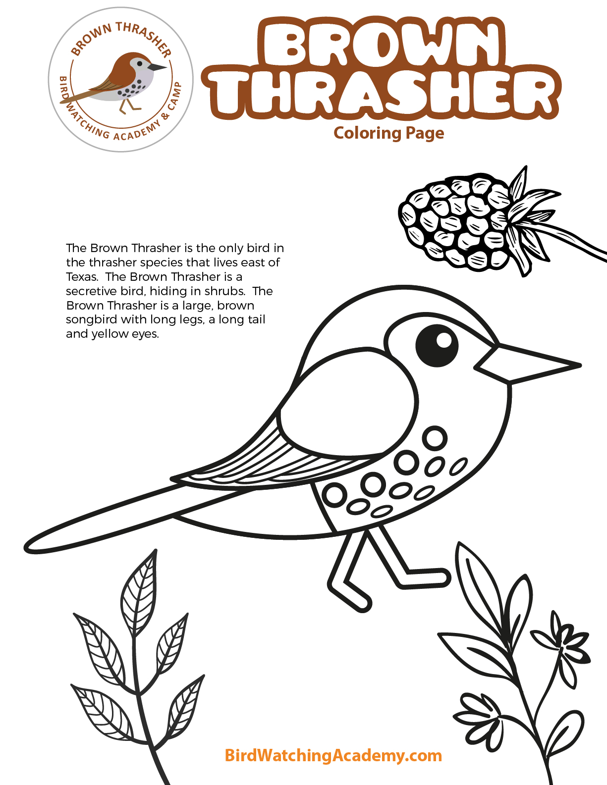 Brown Thrasher Coloring Page - Bird Watching Academy